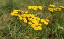 Insect On Yellow Tansy Flowers In The Garden