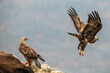 Two eagles in beautiful Bulgaria nature 