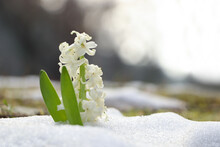 Beautiful White Blooming Hyacinth Growing Through Snow Outdoors, Space For Text. First Spring Flower