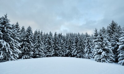 Poster - Winter scenery with snow covered spruce trees