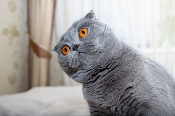 The Scottish Fold cat looks curiously. Funny cat. The cat looks to the side with interest.