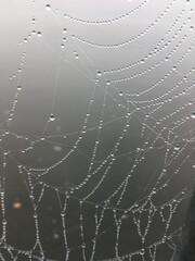  Spinnennetz im Nebeltau