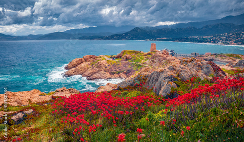 Dramatic marine scenery. Blooming red flowers on de la Pietra cape with Genoise de la Pietra a L'ile-Rousse tower on background. Amazing summer scene of Corsica island, France, Europe. © Andrew Mayovskyy