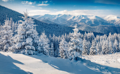 Wall Mural - picturesque morning view of carpathian mountains with chornogora ridge on background. fresh snow cov