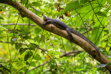 Common Water Monitor - Varanus salvator, portrait of beautiful large lizard from Asian fresh waters, Sumatra.