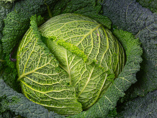 Wall Mural - Close-up of a savoy cabbage