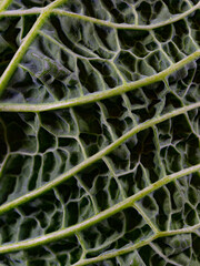 Wall Mural - Close-up of a leaf with leaf veins of a savoy cabbage