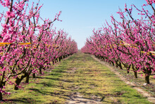 Rows Of Peach Tree Blooming In Spring Day In Lleida (Catalonia, Spain). There Are A Lot Of A Blooming Fields In Aitona, Alcarras And Torres De Segre.