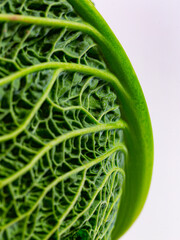 Wall Mural - Close-up of a leaf with leaf veins of a savoy cabbage