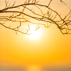 Wall Mural - tree branches through sunset sun, summer sunset sea landscape