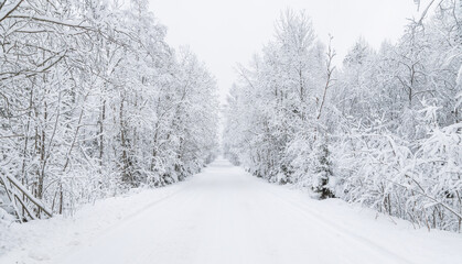 Wall Mural - The road in the forest. Winter