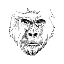 Gorilla Portrait Hand Drawn Sketch. Great Ape Menacing Looking Directly In The Eyes Black Graphic Sketch Isolated On White Background. Vector Illustration