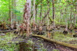 Everglades landscapes