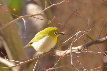  冬のもみじとメジロ