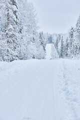 Wall Mural - road in the forest. winter