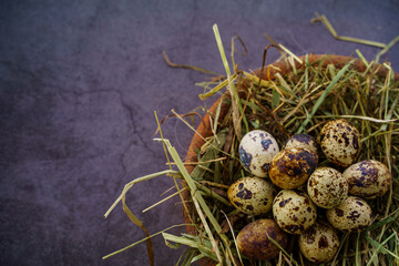 quail eggs in a nest