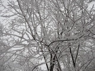 Canvas Print - Forest natural landscape on a winter day. Snow-covered trees in the winter forest. Winter forest with trees. A cold day in a snowy winter forest.