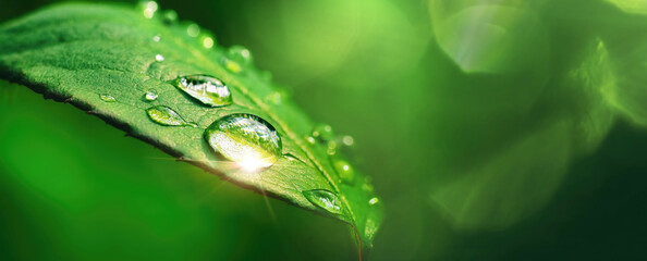 Wall Mural - Beautiful large drop morning dew in nature, selective focus. Drops of clean transparent water on leaves. Sun glare in drop. Image in green tones. Spring summer natural background.