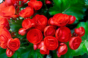 Wall Mural - Begonia flowers  beautiful Pattern of natural red petals texture, full blooming in flower garden for background and wallpaper