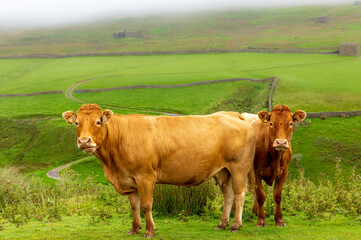Wall Mural - Two beautiful Limousin cows on the high fells near Keld, Swaledale in North Yorkshire.  Facing forward with green meadows, stone barns, and drystone walling.  Close up.  Horizontal.  Space for copy.