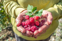 Raspberry In Palm Man Hand Nature Background