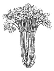 Poster - Celery vegetable illustration in a vintage retro woodcut etching style.