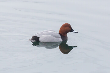 Wall Mural - swimming male pochard duck (aythya ferina) reflected on water surface