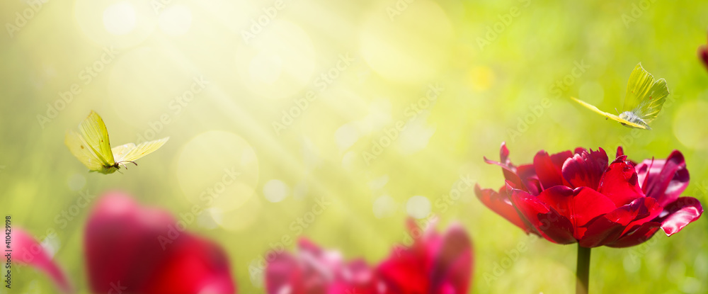art abstract blurred spring background or summer background with fresh tulips flowers and butterfly - obrazy, fototapety, plakaty 