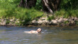 © sue - Labrador retrieving ball from the river