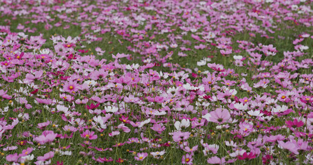 Canvas Print - Cosmos flower garden farm meadow