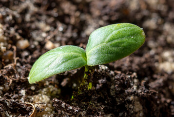 A small sprout of a cucumber in the ground.