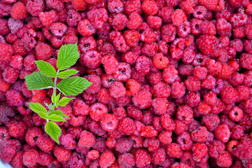 Canvas Print - Raspberry background. Organic berries harvest. Fresh raspberries from village garden. Berry for desserts, cakes, smoothie or jam.