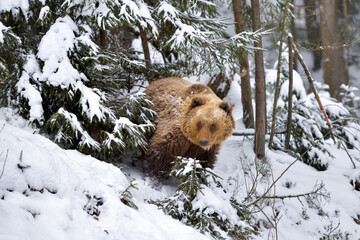 Wall Mural - wild brown bear (ursus arctos) in winter forest