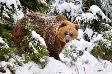 Wall Mural - wild brown bear (ursus arctos) in winter forest