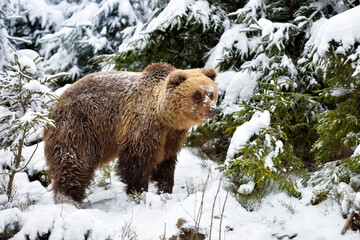 Wall Mural - wild brown bear (ursus arctos) in winter forest. natural habitat.