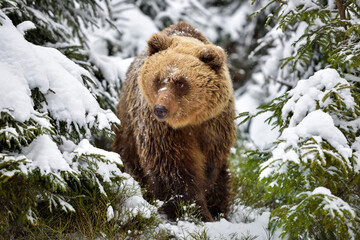 Wall Mural - wild brown bear (ursus arctos) in winter forest. natural habitat.