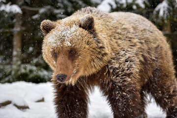 Wall Mural - beautiful close up portrait of the brown bear (ursus arctos)