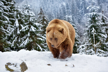 Wall Mural - wild brown bear (ursus arctos) on the snow