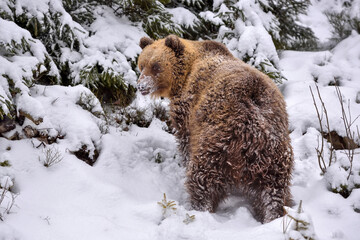 Wall Mural - wild brown bear (ursus arctos) in winter forest