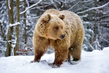 Wall Mural - brown bear (ursus arctos) in winter forest. snowfall. natural habitat