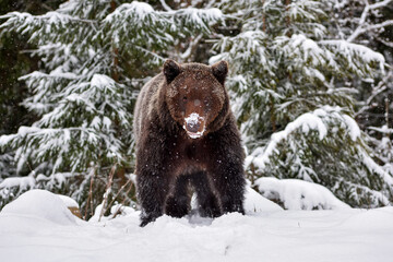 Wall Mural - brown bear (ursus arctos) in winter forest. snowfall. natural habitat. winter season.