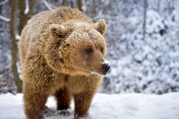 wild brown bear (ursus arctos) in winter forest. natural habitat. winter season.