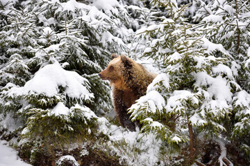 Wall Mural - wild brown bear (ursus arctos) in winter forest