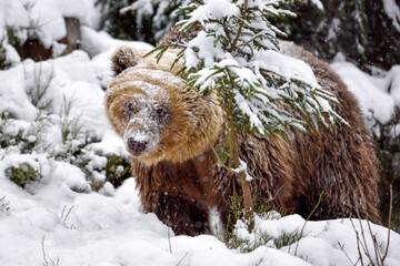 Wall Mural - wild brown bear (ursus arctos) in winter forest
