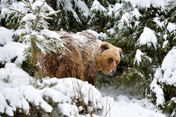 Wall Mural - wild brown bear (ursus arctos) in winter forest. natural habitat. winter season.