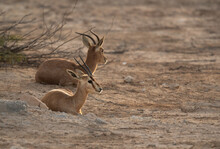 A Pair Of Arabian Sand Gazelle Resting At Hawar Island, Bahrain