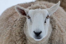 A Close Up Of A Large Domestic Woolly Sheep That Is Staring With Its Eyes Open Wide And Its Ears Sticking Upwards Against A Snowy Background.  The Ewe Has A Large Thick Coat Of Wool With Bits Of Dirt.
