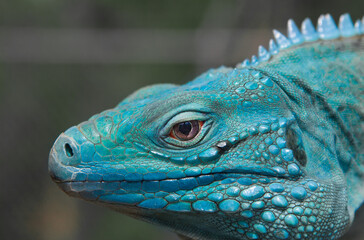 Extremely Rare Blue Iguana (Cyclura lewisi) is protected in the Queen Elizabeth II Botanic Park, where you can find the real natural habitat of this surprising creature. East End, Grand Cayman, Cayman