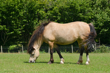 Wall Mural - Fat and happy , pretty pony munches on fresh grass on a summers day.