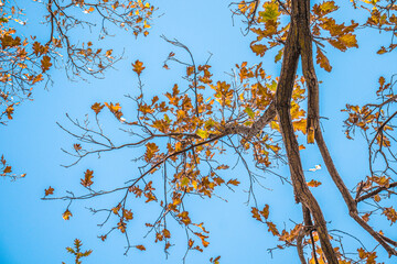 Wall Mural - Dry autumn oak leaves in nature against the sky.